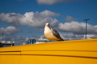 Seagull perching on a car