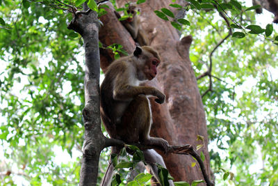 Low angle view of monkey on tree