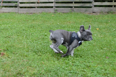 View of a dog on field