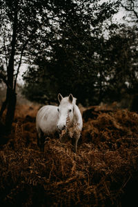 New forest pony amongst the golden ferns in autumn