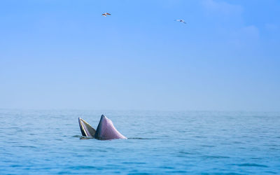 Whale in calm sea