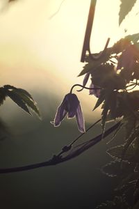 Close-up of plant against water