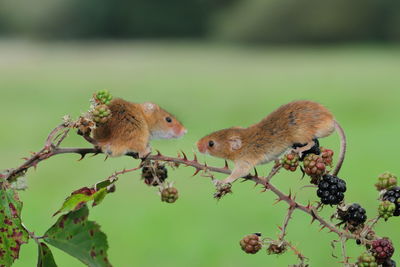 Eurasian harvest mice on a hedgerow