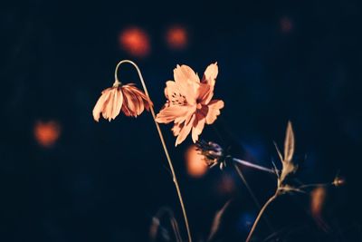 Close-up of cosmos flowers blooming at dusk