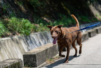 Dog looking away outdoors