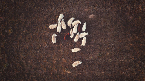 High angle view of mushrooms on ground