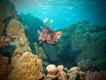 Fishes swimming in sea