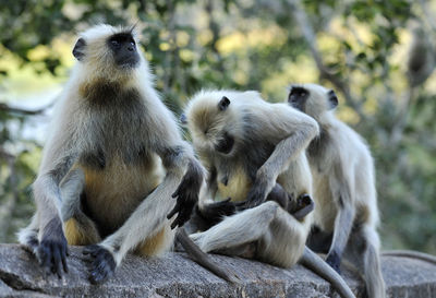 Langurs against blurred plants