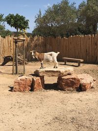 View of a sheep against trees