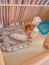 High angle view of dog on bed at home