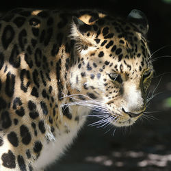 Close-up of leopard