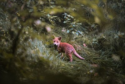 Fox standing in forest