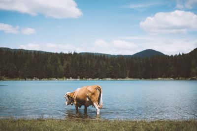 Horse on lake against trees in forest