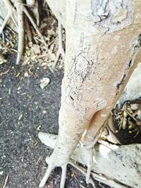 Close-up of tree trunk in forest