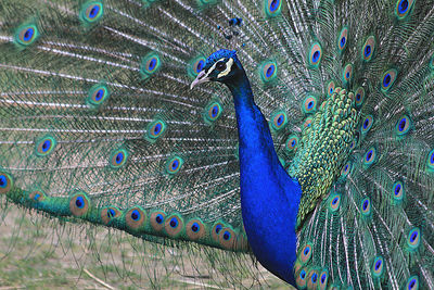 peacock