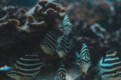 Close-up of fishes swimming in aquarium