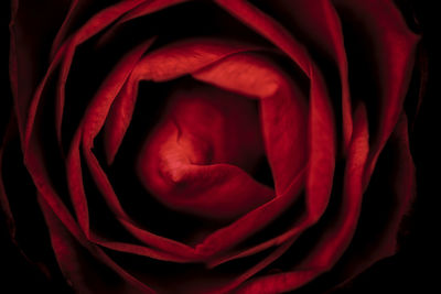 Full frame shot of red rose