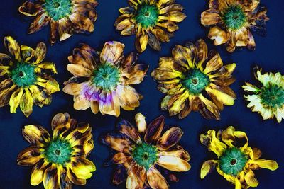 Close-up of yellow flowers blooming outdoors