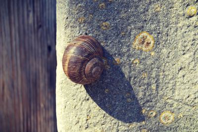 Close-up of snail