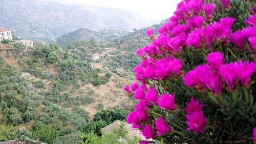 View of flowers on landscape against mountain range