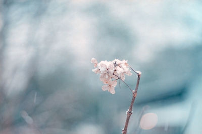 Close-up of snow covered flower during winter