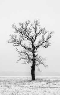 Bare tree on field against sky