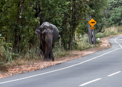 View of elephant standing by road against trees