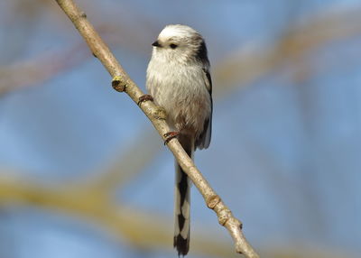 Close-up of bird perching on branch