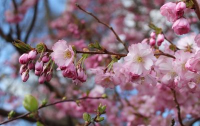 Close-up of pink cherry blossoms in spring