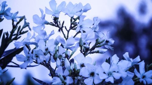 Close-up of fresh white flowers blooming on tree