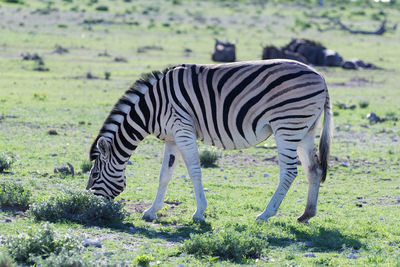 Zebra standing on grass