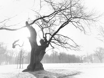 Bare trees on field