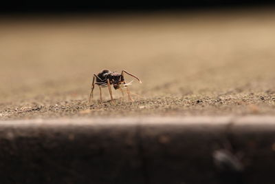 Close-up of spider