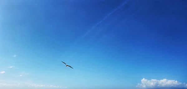 Low angle view of bird flying in sky