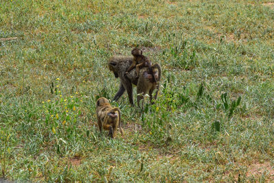 Mother baboon carries one baby through field while the other walks beside 