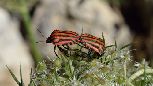 Close-up of butterfly on flower