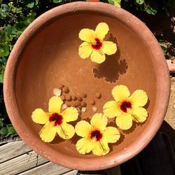 Close-up of yellow flowers blooming outdoors
