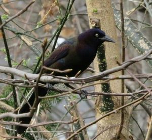 Close-up of bird perching on wall