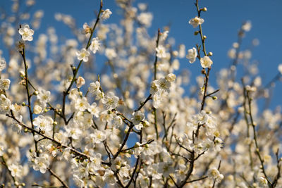 Low angle view of cherry blossoms in spring