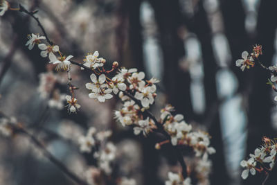 Close-up of cherry blossom tree