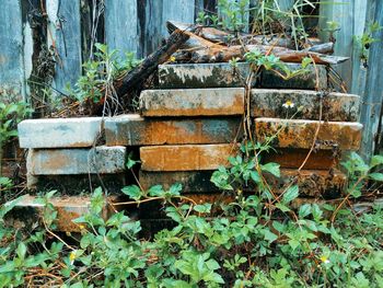 Plants growing in old abandoned building