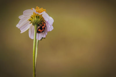 Close-up of insect on flower