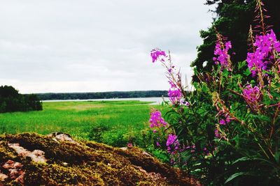 Pink flowers growing in field