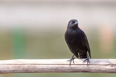 Close-up of bird perching on wood