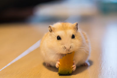 Close-up of cat eating food