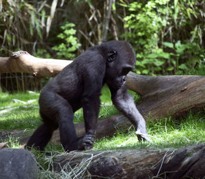 Gorilla on field in forest