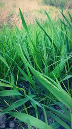 Close-up of grass growing on field