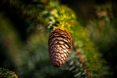 Close-up of pine cone on tree