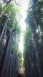 Low angle view of bamboo trees in forest