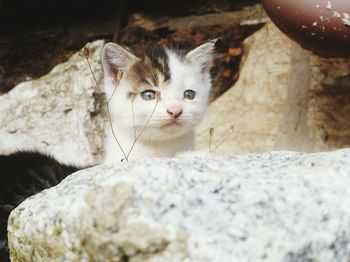 Close-up of kitten by rock